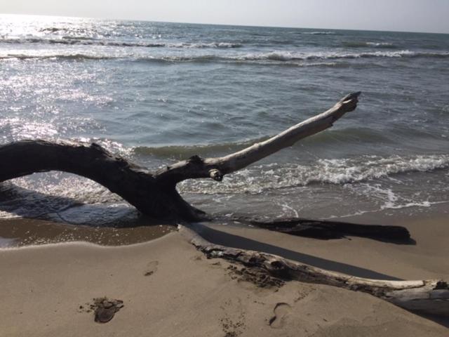 La Salamandre De Camargue 생 드 지로 외부 사진