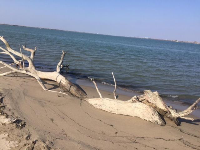 La Salamandre De Camargue 생 드 지로 외부 사진