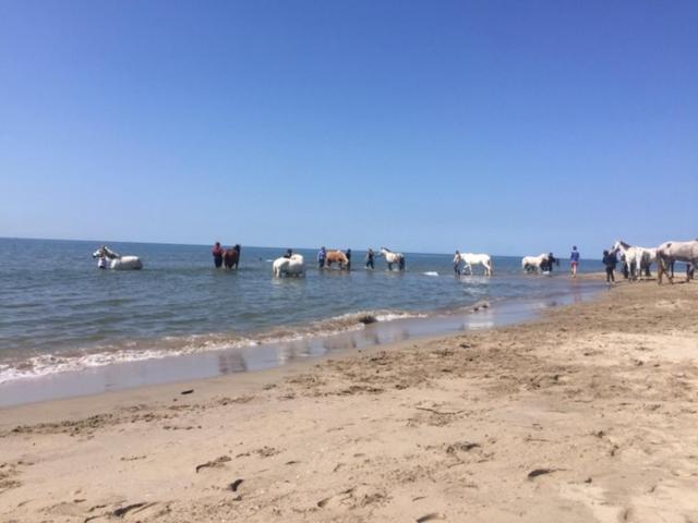 La Salamandre De Camargue 생 드 지로 외부 사진